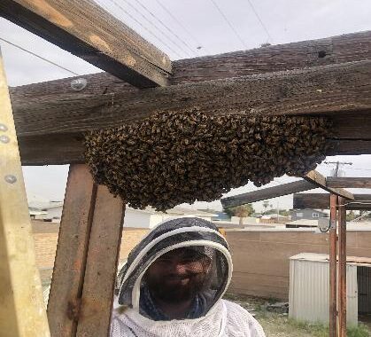 bee removal cost
