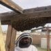 bee removal cost